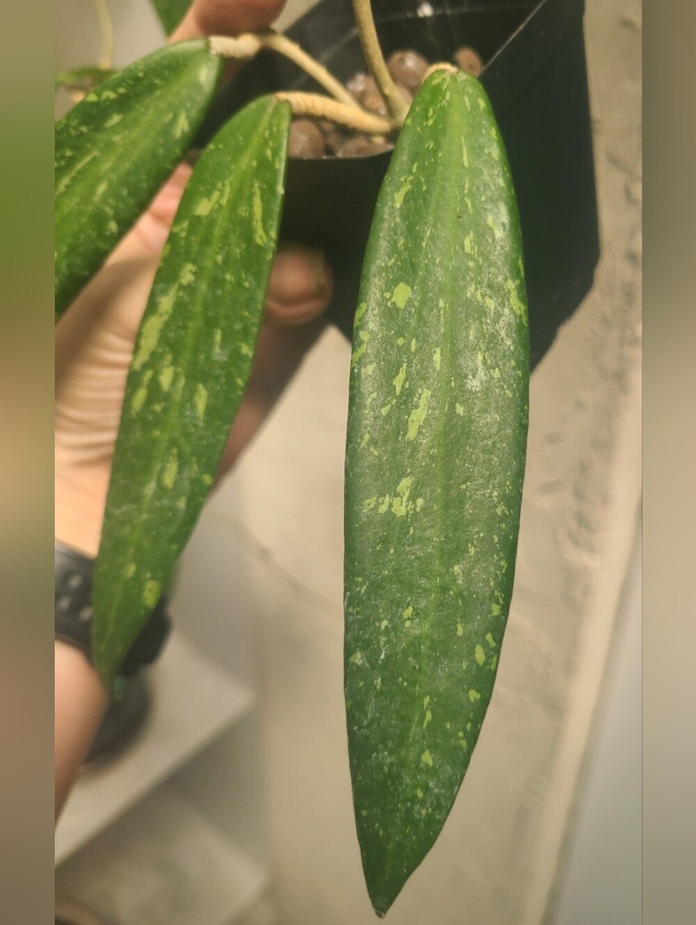 Hoya sp. SR 2007-13 From Loei Province